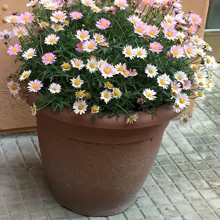 Pigneto Charming House 公寓 罗马